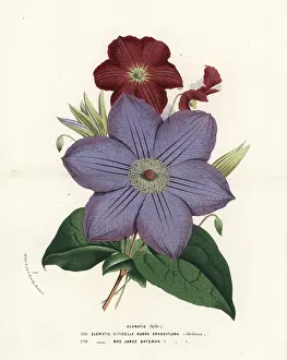 Clematis: Clematis hybrids, Clematis viticella