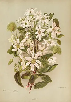 Clematis: Clematis Indivisa Willd. or Clematis Paniculata