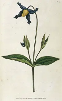 Clematis: Clematis Integrifolia
