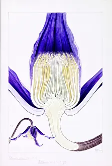 Clematis: Clematis integrifolia, solitary clematis