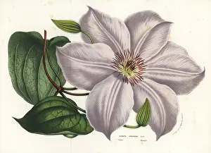 Clematis: Clematis lanuginosa