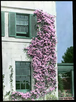 Malby: Clematis Montana Rubens