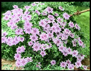 Malby: Clematis Nelly Moser