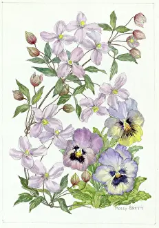 Clematis: Clematis and pansies
