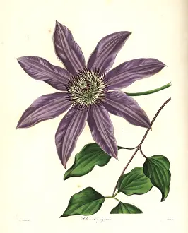 Patens: Clematis patens