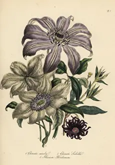 Aniseed: Clematis varieties