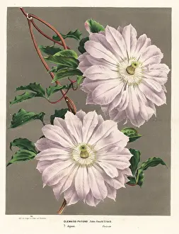 Patens: Clematis variety, Clematis patens