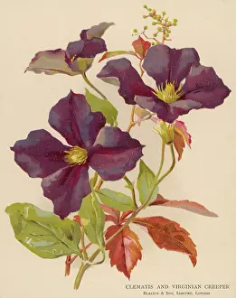 Clematis: CLEMATIS/VIRGINIA CREEP