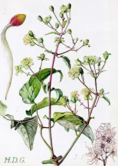 Clematis: Clematis vitalba