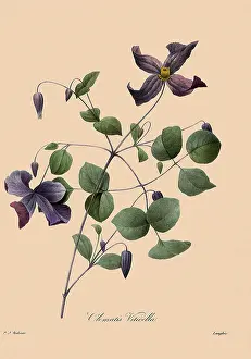 Clematis: Clematis viticella