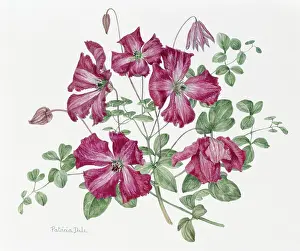 Clematis: Clematis Viticella Royal Velours