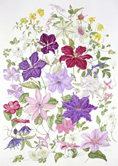 Comtesse: The Clematis Year ' 22 varieties of clematis