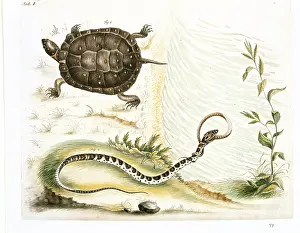 Mays: Clemmys guttata, spotted turtle