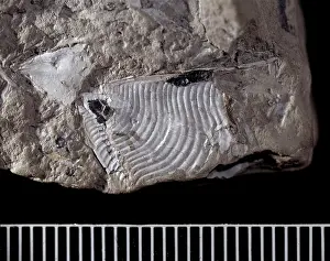 Impey: Cleodora sp. holoplanktonic mollusc