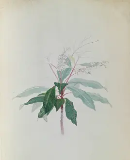 Masson: Clethra arborea soland, lily of the valley tree