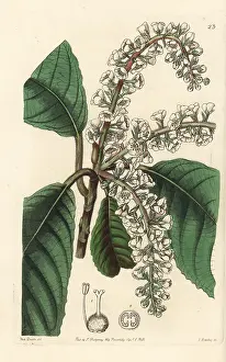 Mexicana: Clethra mexicana
