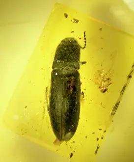 Amber: Click beetle in amber