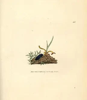 Cyaneus: Click beetle, Selatosomus aeneus
