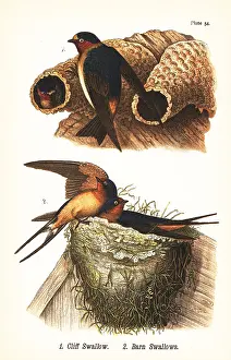 Virescens: Cliff swallow and barn swallow