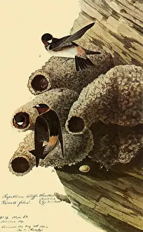 Nests: Cliff Swallows