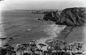 Wildflowers: The Cliffs at Mewquay