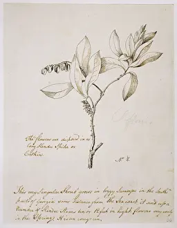 Polygonaceae: Cliftonia monophylla, buckwheat tree