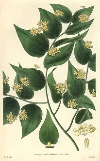 Ruscus: Climbing butcher's broom, Ruscus androgynus
