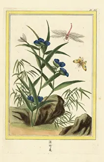 Chinoiserie: Climbing dayflower, Commelina diffusa