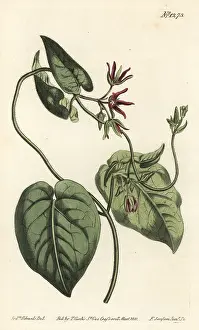 Discolor: Climbing milkvine, Matelea obliqua