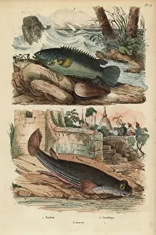 Beyer: Climbing perch and four-eyed fish