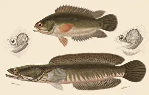 Striatus: Climbing Perch and Snake-Headed Fish