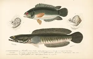Striatus: Climbing perch and snakehead murrel
