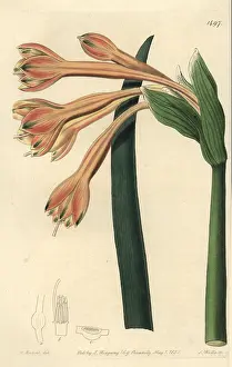 Fulvus: Clinanthus fulvus