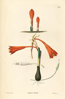 Humilis: Clinanthus humilis