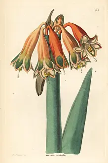Changeable: Clinanthus incarnatus