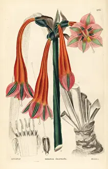 Incarnata: Clinanthus incarnatus