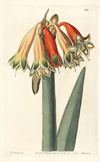 Changeable: Clinanthus incarnatus
