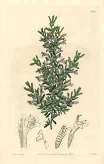 Clinopodium: Clinopodium chilense
