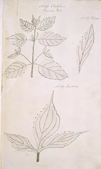 Vulgare: Clinopodium vulgare, wild basil