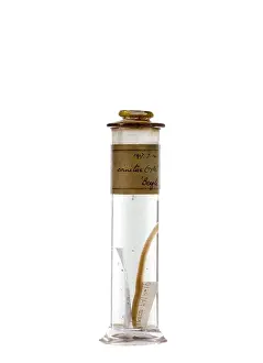 Galapagos: Clinus crinitus