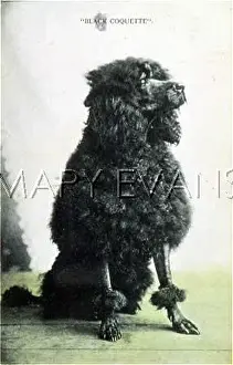 Clipped: CLIPPED BLACK POODLE