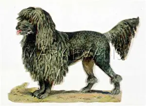 Clipped: CLIPPED BLACK POODLE