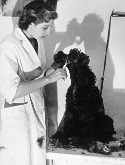 Completes: CLIPPING A POODLE/BLACK