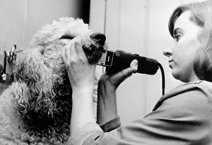 Clips: CLIPPING A POODLE/WHITE