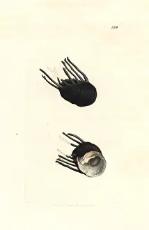 Coronata: Clithon coronatum