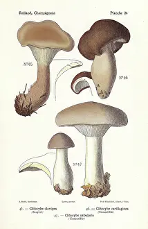 Bessin: Clitocybe mushrooms
