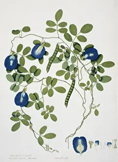 Pisum: Clitoria ternatea Linn. butterfly pea