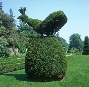 Alan Greeley Collection: Cliveden, Bucks - Peacock Topiary in the Gardens