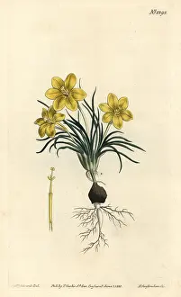 Moraea: Clockflower, Moraea fugacissima