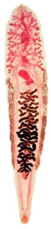 Sinensis: Clonorchis sinensis, liver fluke